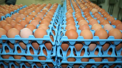 En devenant majoritaire au capital de Cocorette, l’objectif de Noriap est de passer le cap d’un milliard d’œufs produits par an d’ici à trois ans et de s’associer avec des coopératives d’autres régions. © B. CAILLIEZ